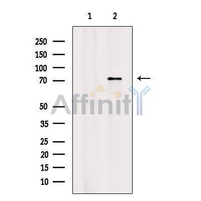 Phospho-Atg13 (Ser355) Antibody – Figure 1 of 5