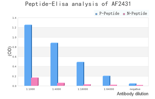 Phospho-Tuberin/TSC2 (Ser939) Antibody – Figure 1 of 1