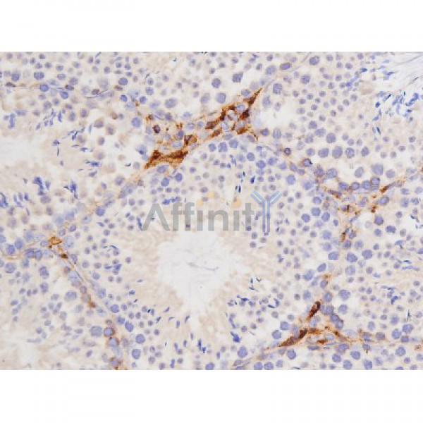 AF3146 at 1/200 staining Mouse testis tissue sections by IHC-P. The tissue was formaldehyde fixed and a heat mediated antigen retrieval step in citrate buffer was performed. The tissue was then blocked and incubated with the antibody for 1.5 hours at 22°C. An HRP conjugated goat anti-rabbit antibody was used as the secondary antibody.