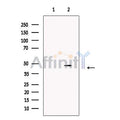 Cleaved-Caspase 9 (Asp330) Antibody – Figure 1 of 4