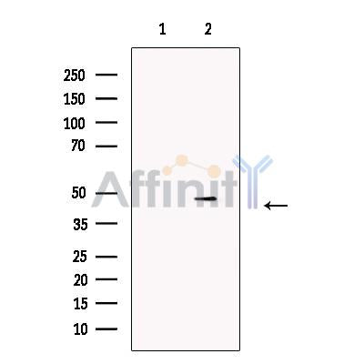Cleaved-Caspase 9 (Asp330) Antibody – Figure 1 of 4