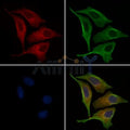 Synuclein alpha Antibody – Figure 1 of 3