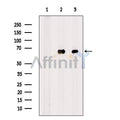 NF-kB p65 Antibody – Figure 1 of 5