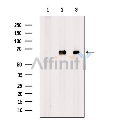 NF-kB p65 Antibody – Figure 1 of 5