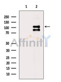 Phospho-ULK1 (Ser450) Antibody – Figure 1 of 5