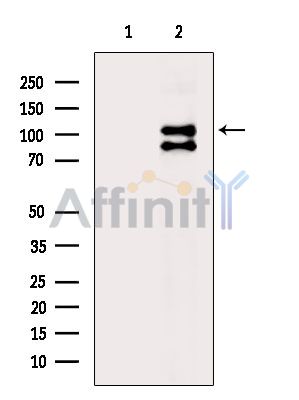 Phospho-ULK1 (Ser450) Antibody – Figure 1 of 5