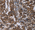DNAJC15 Polyclonal Antibody – Figure 1 of 2