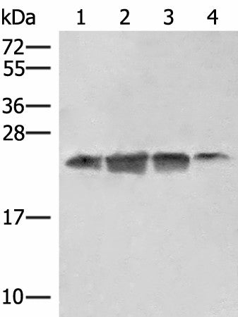 EIF3K Polyclonal Antibody – Figure 1 of 3