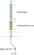 Anti-Neurofascin Antibody