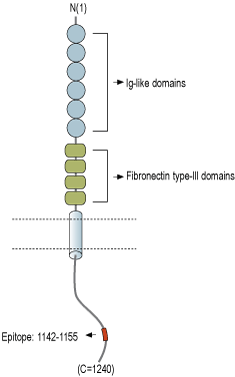 Anti-Neurofascin Antibody