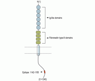 Neurofascin Blocking Peptide