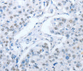 ARHGEF2 Polyclonal Antibody – Figure 1 of 3