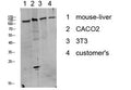 Phospho-DDR1 (Tyr513) Polyclonal Antibody – Figure 1 of 2