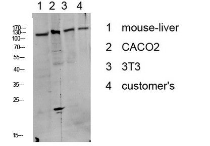 Phospho-DDR1 (Tyr513) Polyclonal Antibody – Figure 1 of 2