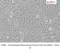 Immortalized Mesenchymal Stromal Cell Line (iMSC) - Clone 12 – Figure 1 of 1