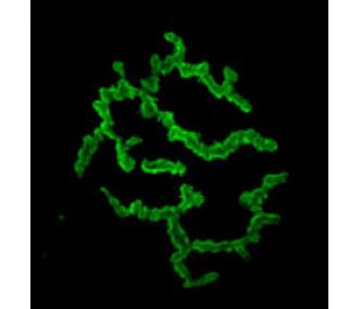 α-Bungarotoxin-FITC