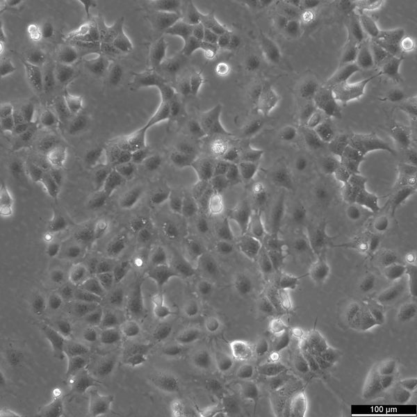 AML12 cell