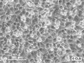 AN3 Ca cell