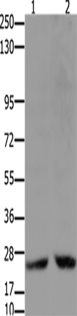 HMGB2 Polyclonal Antibody – Figure 1 of 2