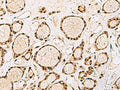 XRCC4 Polyclonal Antibody – Figure 1 of 3