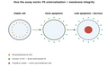 Annexin V-FITC/PI Apoptosis Detection Kit