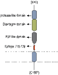 Anti-ADAM22 (extracellular) Antibody