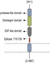 Anti-ADAM22 (extracellular) Antibody