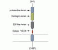 ADAM22 (extracellular) Blocking Peptide