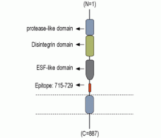 ADAM22 (extracellular) Blocking Peptide