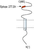 Anti-SLC3A1 (extracellular) Antibody