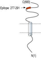 Anti-SLC3A1 (extracellular) Antibody