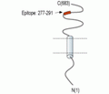 SLC3A1 (extracellular) Blocking Peptide