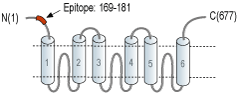 Anti-SLC25A12 Antibody