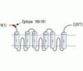 SLC25A12 Blocking Peptide