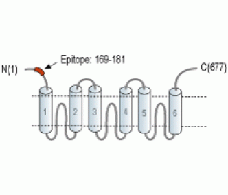 SLC25A12 Blocking Peptide