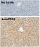 Anti-CD19 antibody (510aa C-Term) (STJ140024) – Figure 1 of 1
