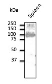 Anti-CD19 antibody (510aa C-Term) (STJ140025) – Figure 1 of 1