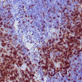 Anti-CD27 antibody (28-170) [ZR402] (STJ180604) – Figure 1 of 1