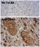 Anti-CD63 antibody (120aa to 175aa) (STJ140029) – Figure 1 of 1
