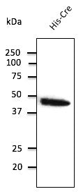 Anti-Cre Recombinase antibody (STJ140003) – Figure 1 of 1