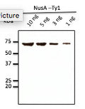 Anti-EVHTNQDPLD-Tag antibody (STJ140148) – Figure 1 of 1