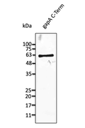 Anti-gapA antibody (176 aa – stop) (STJ140172) – Figure 1 of 1