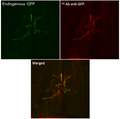 Anti-GFP antibody (STJ140005) – Figure 1 of 1