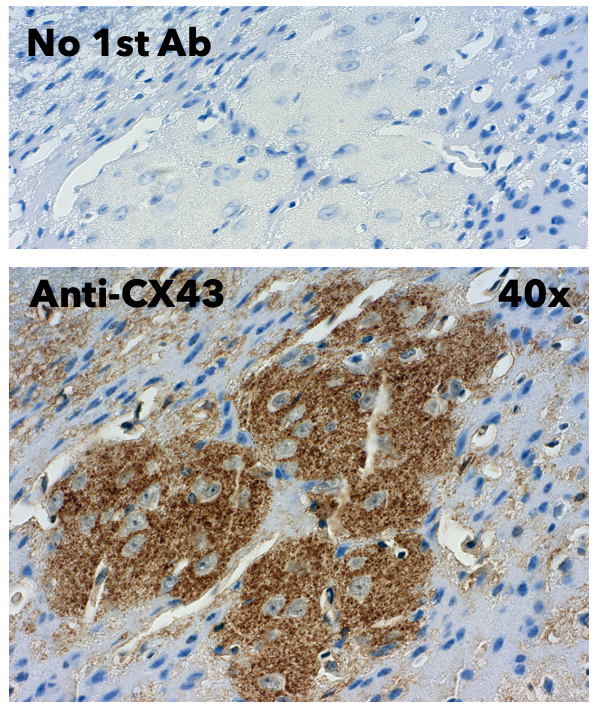 Anti-GJA1 antibody (230aa C-Term) (STJ140032) – Figure 1 of 1