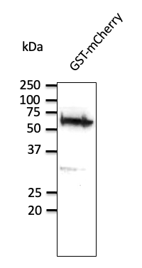 Anti-GST antibody (STJ140008) – Figure 1 of 1