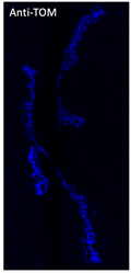 Anti-tdTomato antibody {DyLight®405} (STJ140217) – Figure 1 of 1