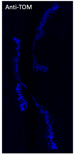 Anti-tdTomato antibody {DyLight®405} (STJ140217) – Figure 1 of 1