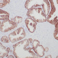 Anti-TROP2 antibody (31-274aa) [ZR388] (STJ180599) – Figure 1 of 1
