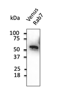 Anti-VFP antibody (STJ140120) – Figure 1 of 1
