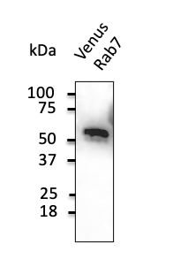 Anti-VFP antibody (STJ140120) – Figure 1 of 1